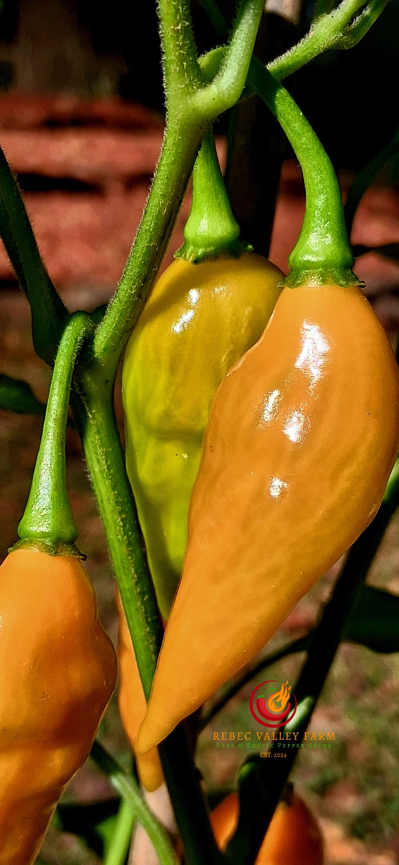 Pointed Mustard Habanero Pheno Pepper - Image 3