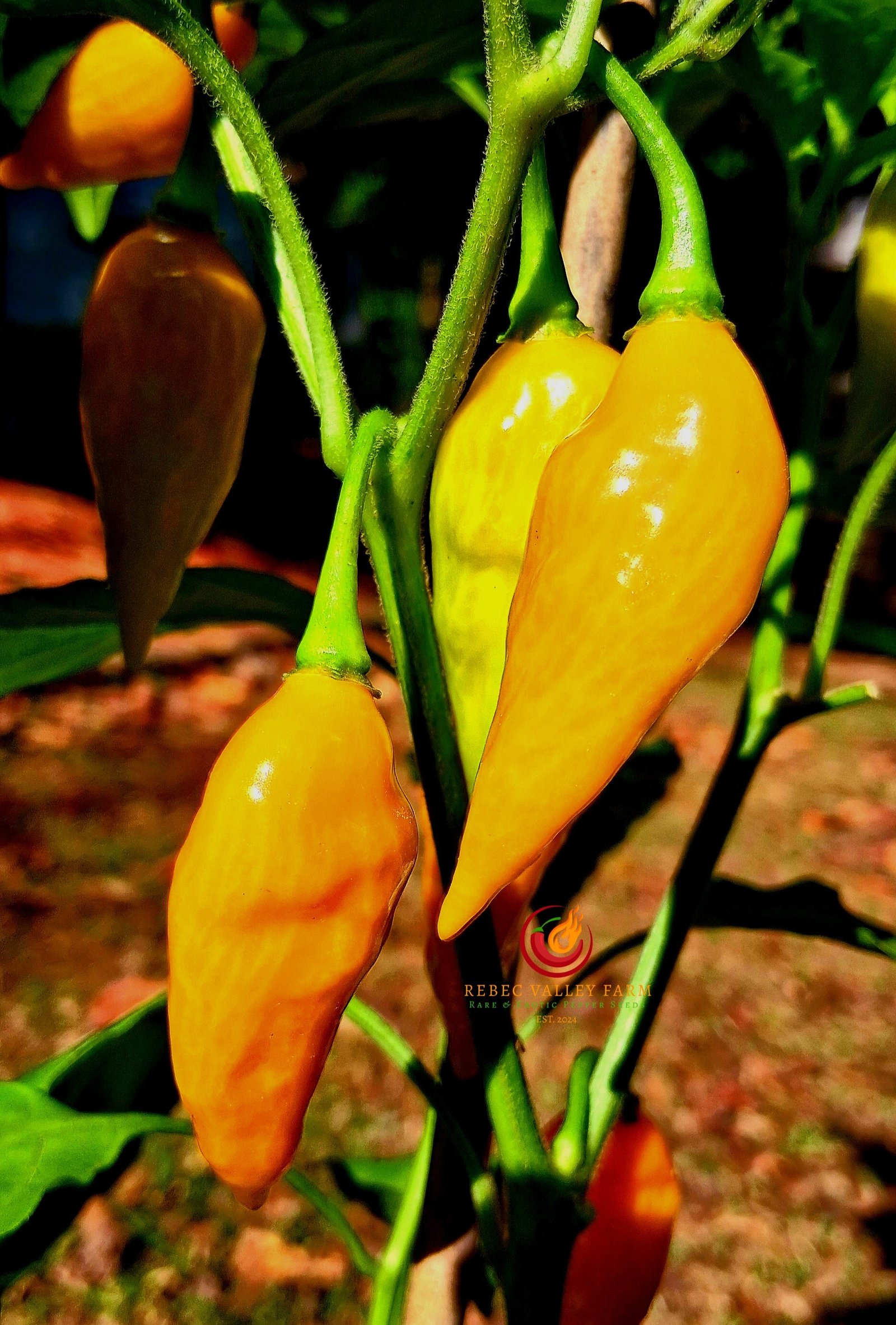 Pointed Mustard Habanero Pheno Pepper - Image 2