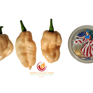 MAMP BBG Peach Pepper