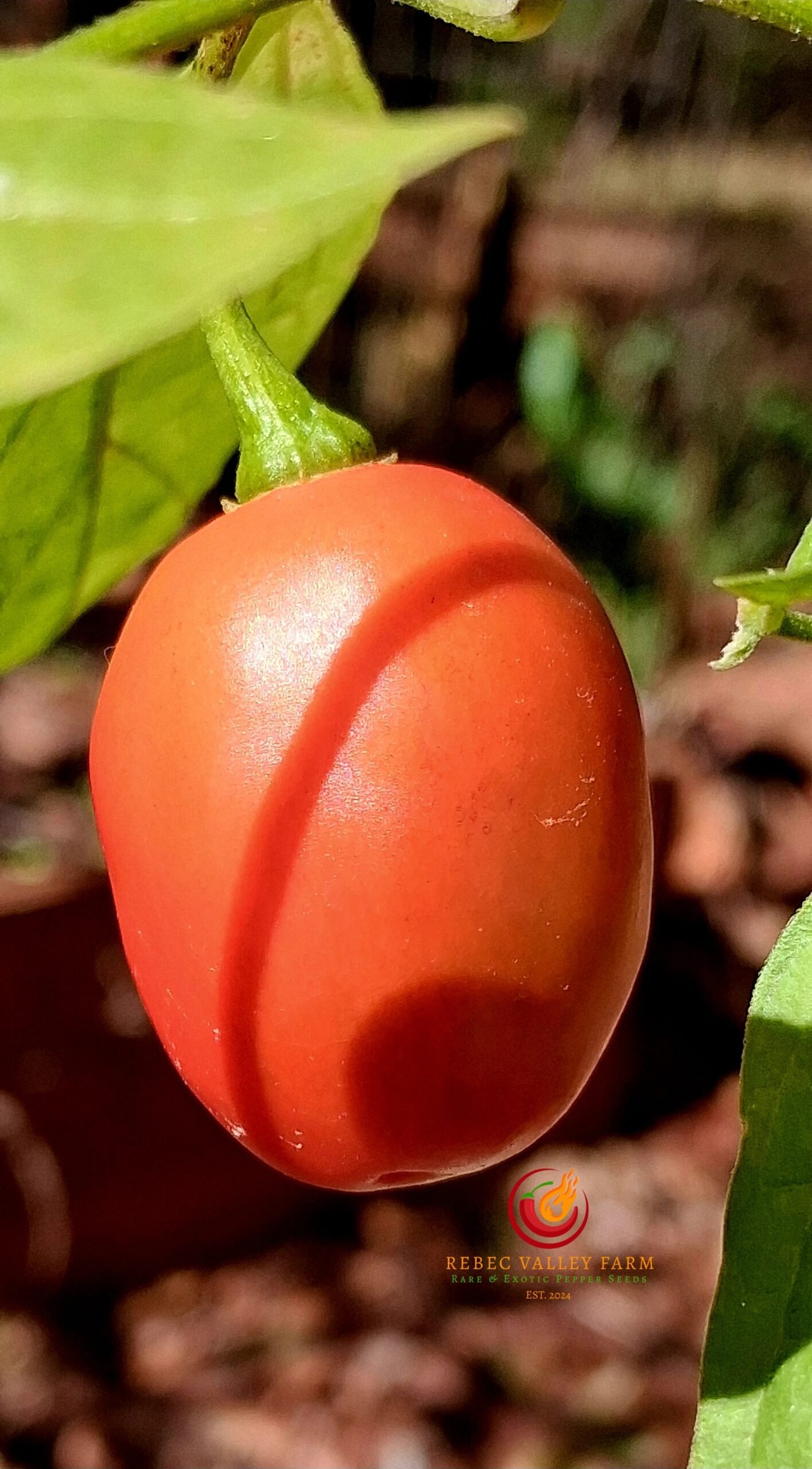 Mini Red Rocoto Pepper - Image 2