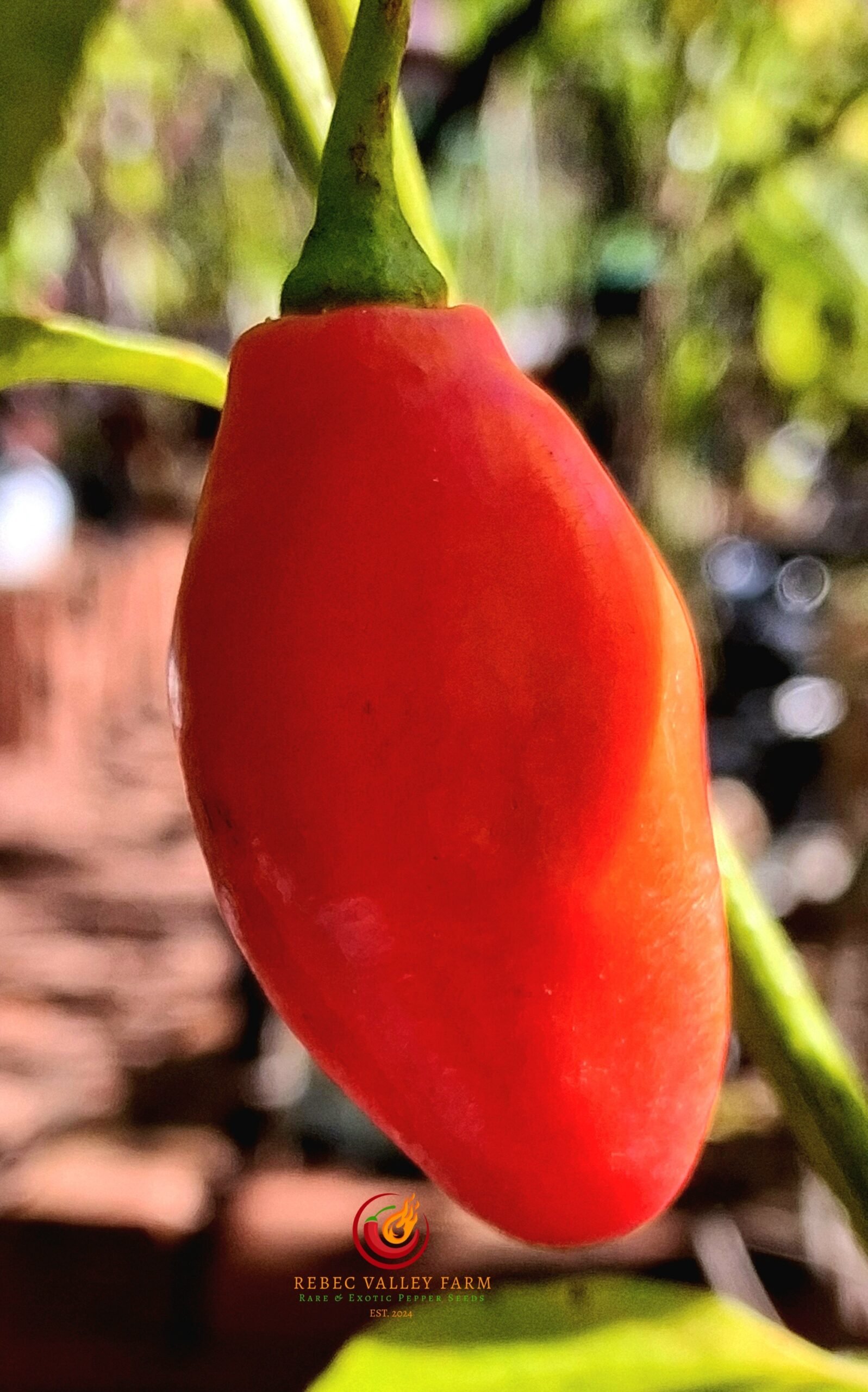 Aji Largo Rocoto Pepper - Image 3