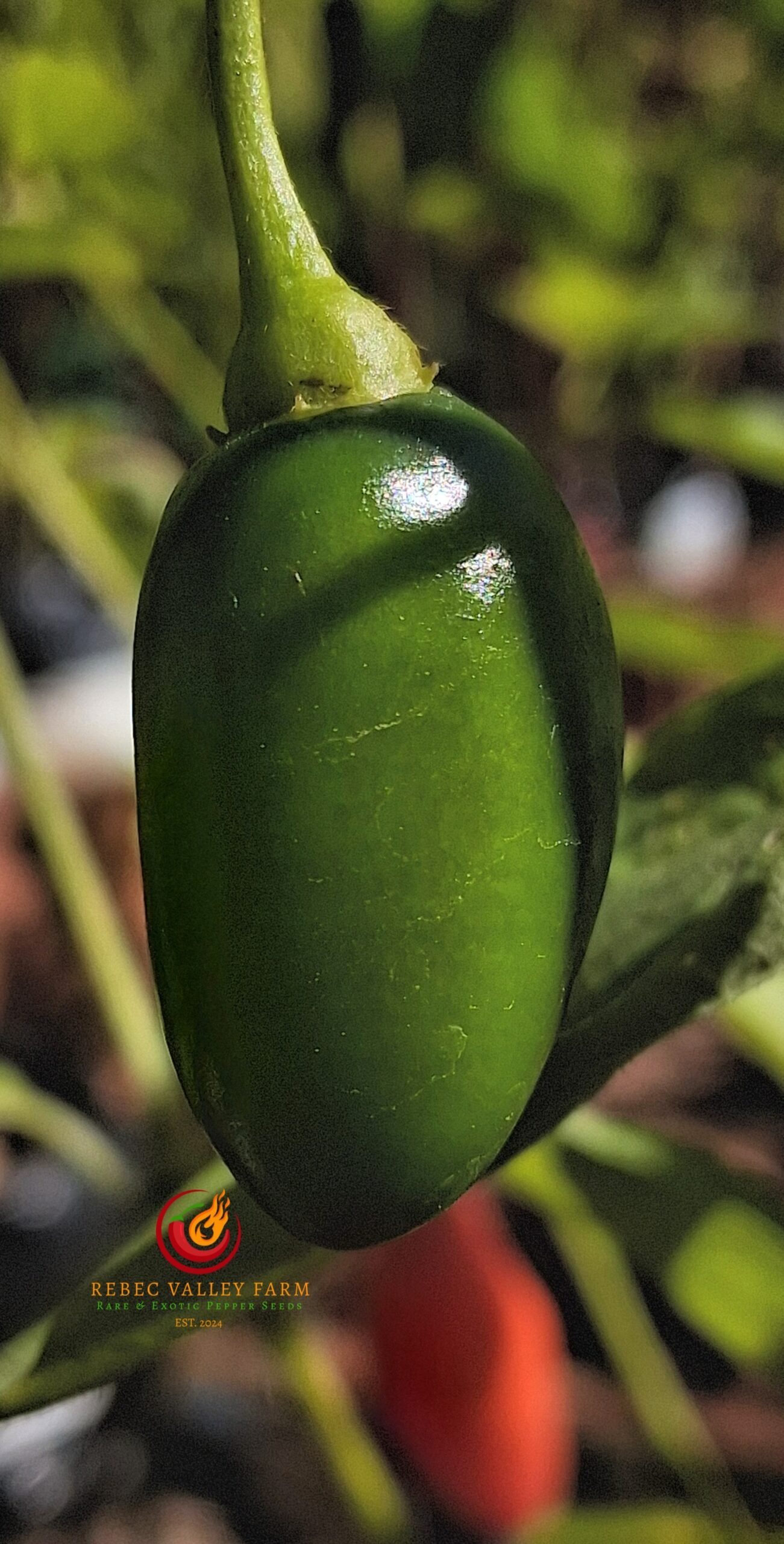Aji Largo Rocoto Pepper - Image 2