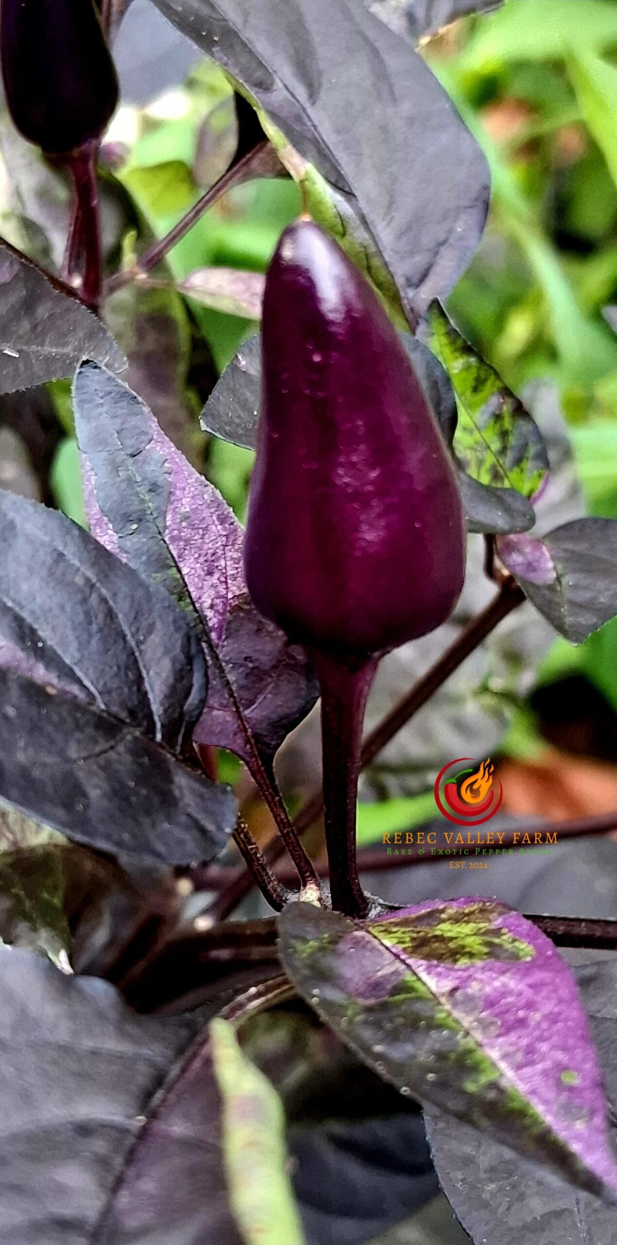 Dream Catcher Pepper - Image 3