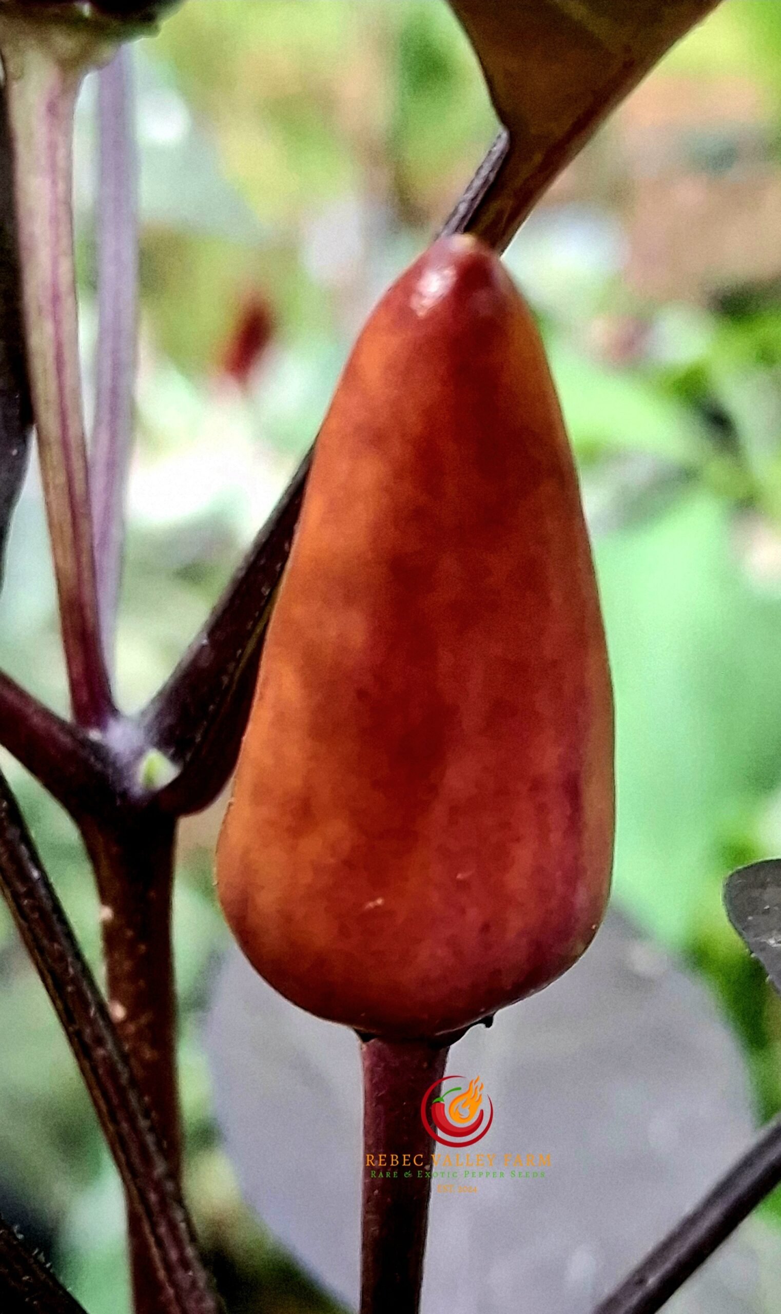 Dream Catcher Pepper - Image 2