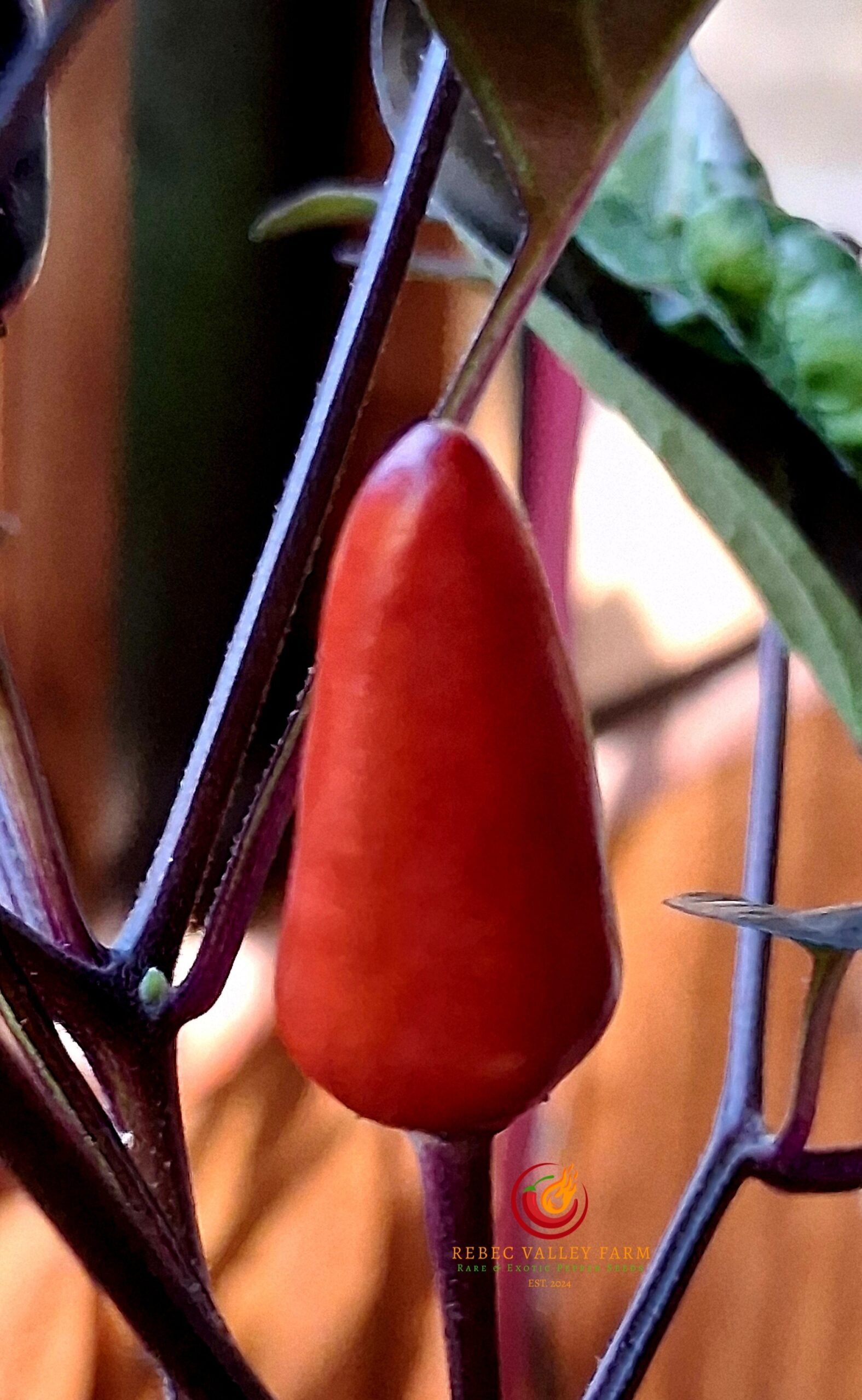 Dream Catcher Pepper - Image 5