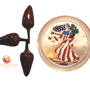 Dream Catcher Pepper