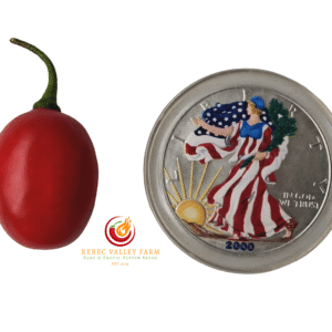 Mini Red Rocoto Pepper