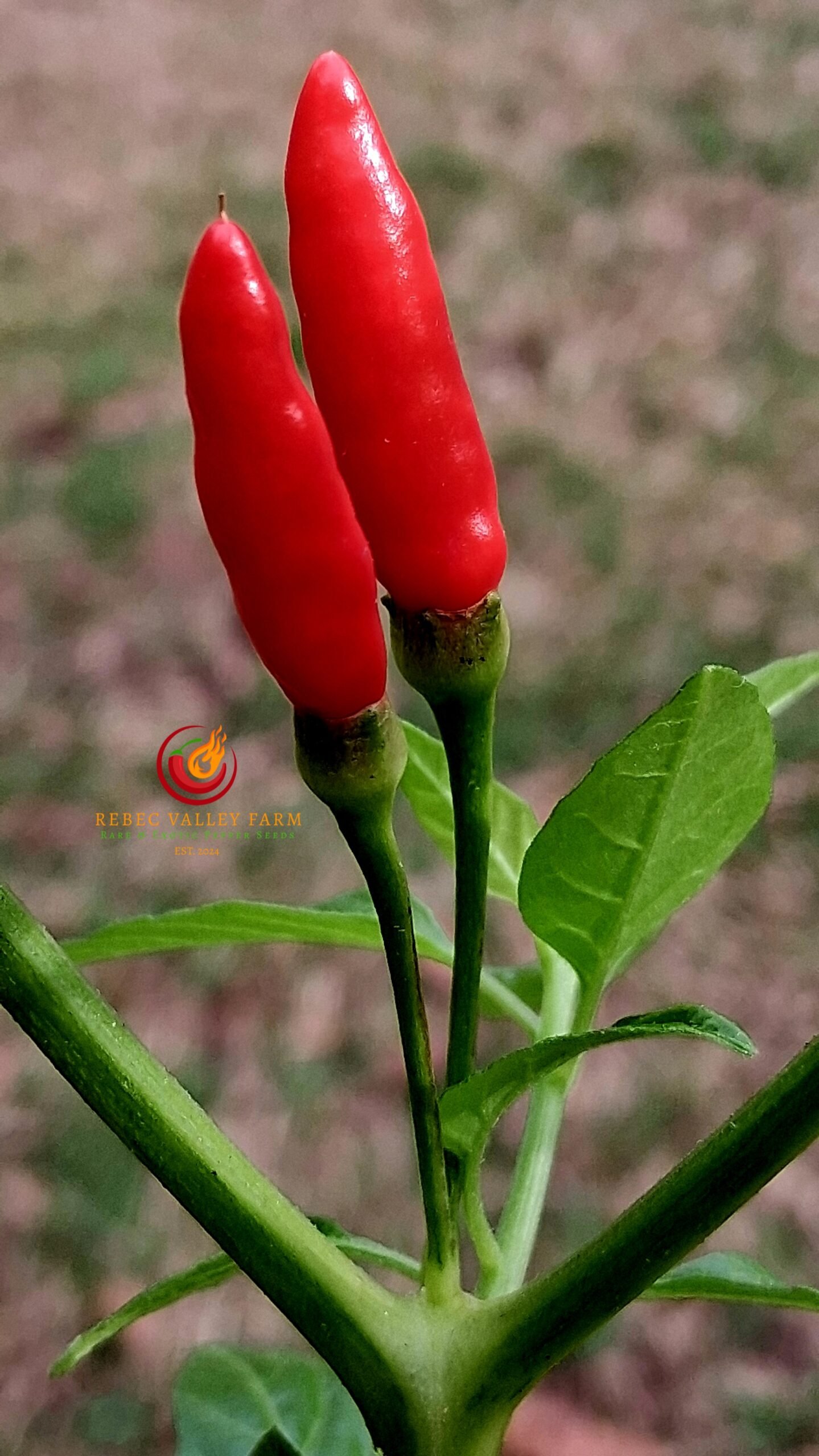 Siling Labuyo Pepper - Image 3