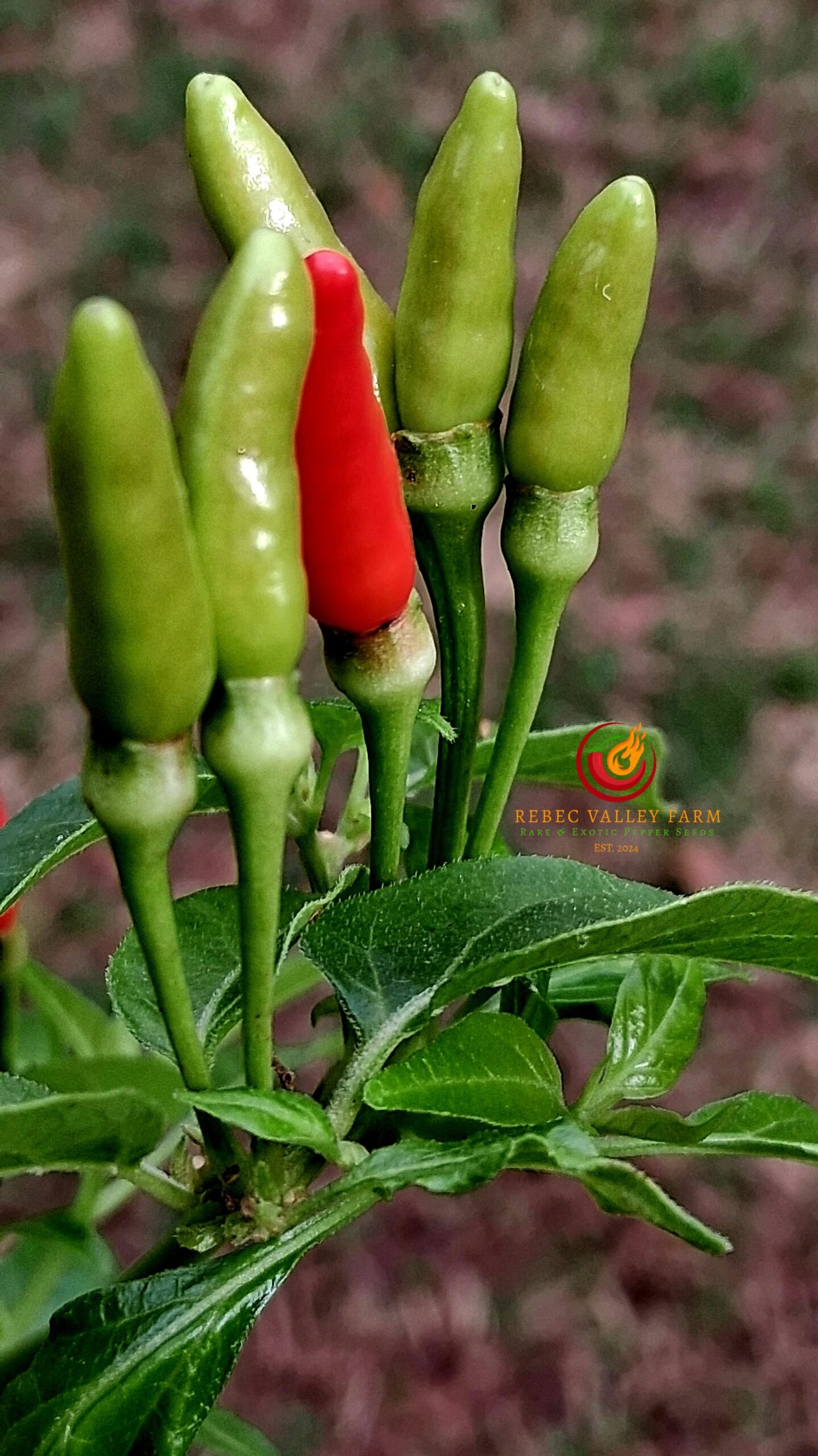 Siling Labuyo Pepper - Image 2