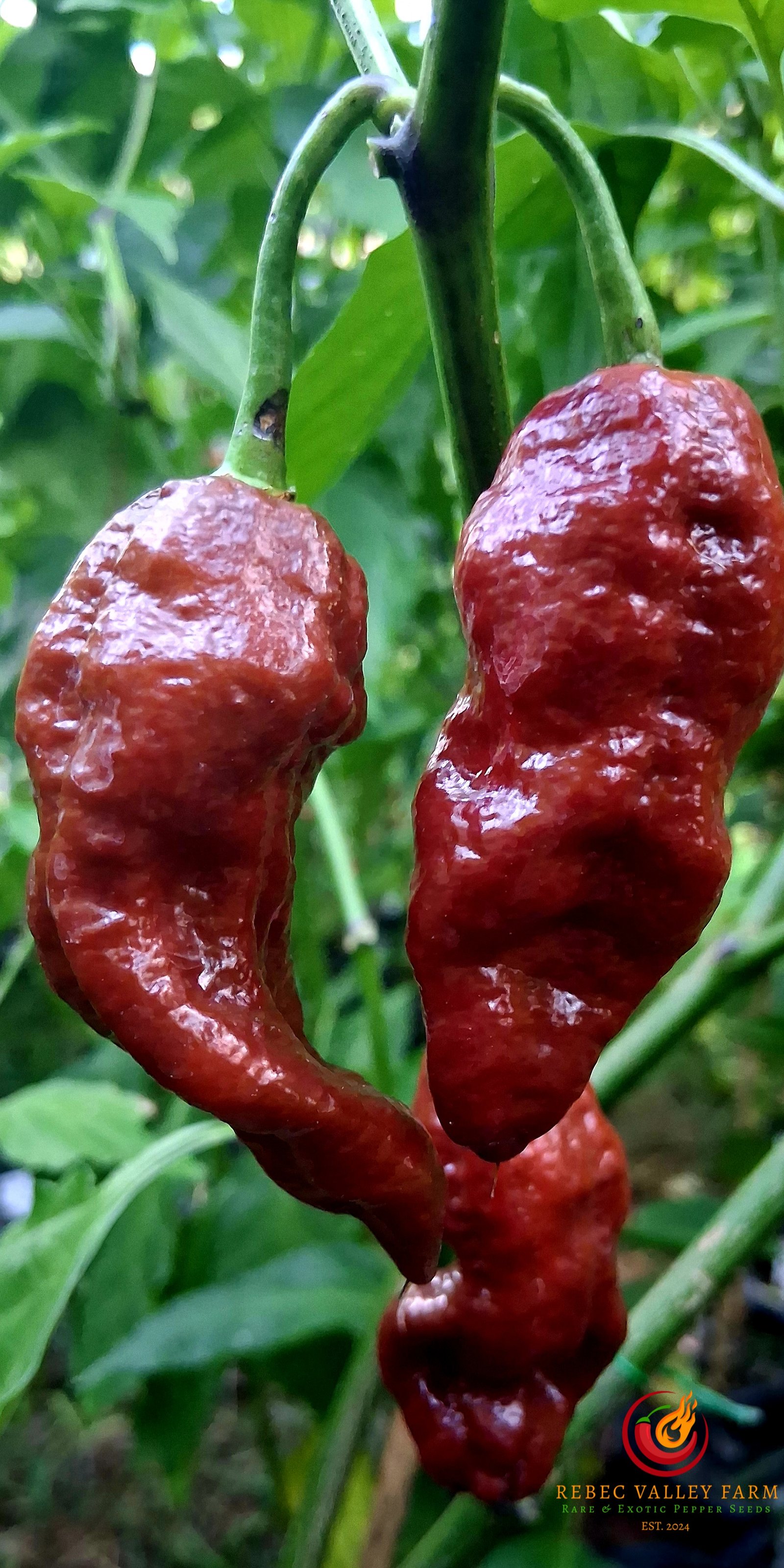 Chocolate Fatalii Pepper - Image 3