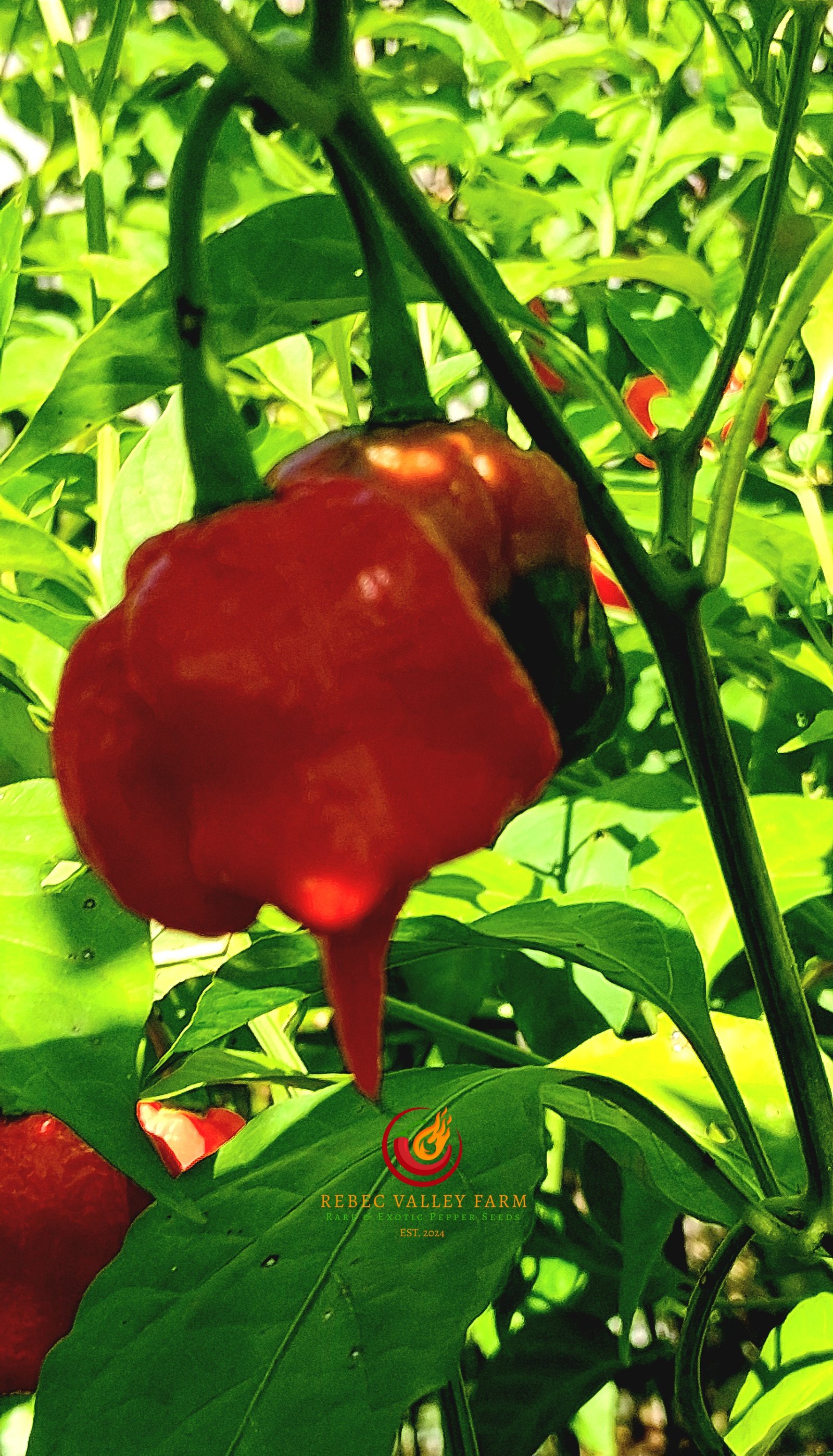 7 Pot Primo Heatless Pepper - Image 3