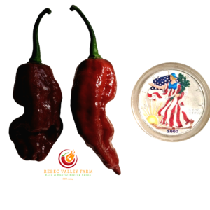 Chocolate Fatalii Pepper