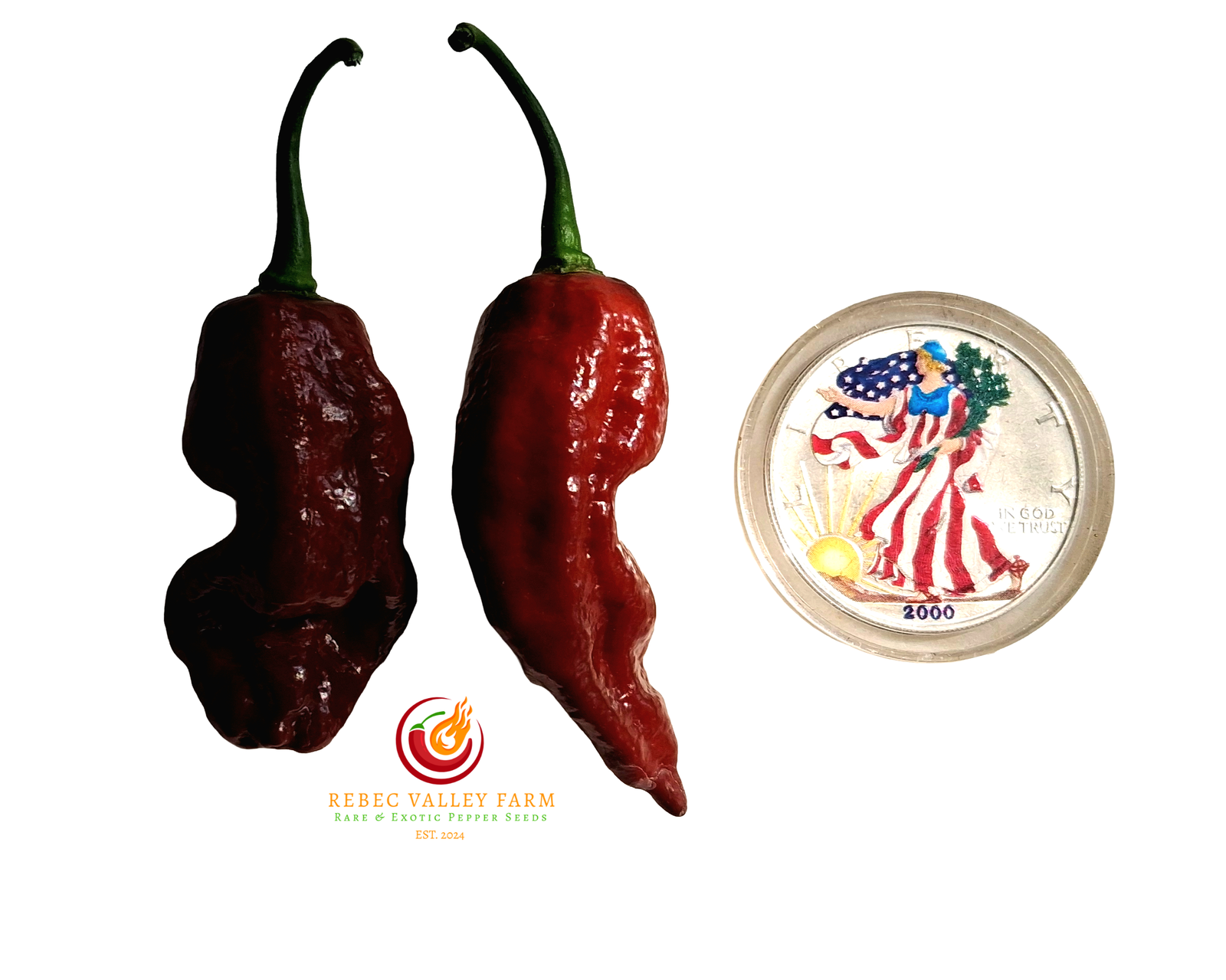 Chocolate Fatalii Pepper