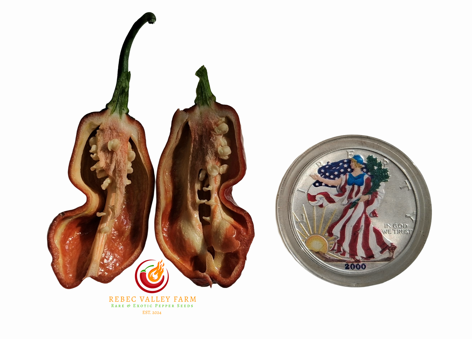 Chocolate Fatalii Pepper - Image 2