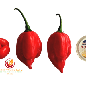 Sweet Emotion Pepper
